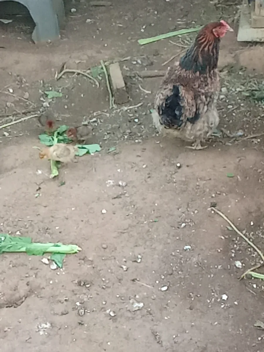 Farm gallery