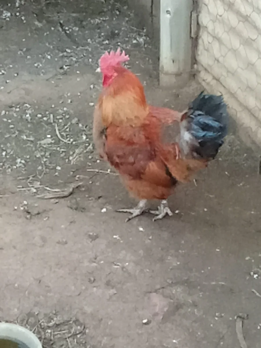 Farm gallery