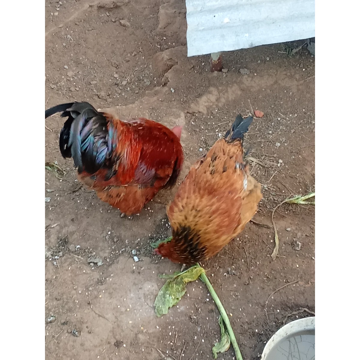 Live traditional chicken