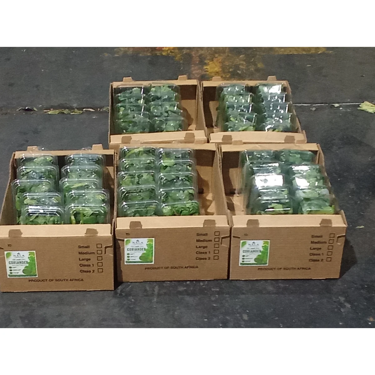 Fresh coriander bunch